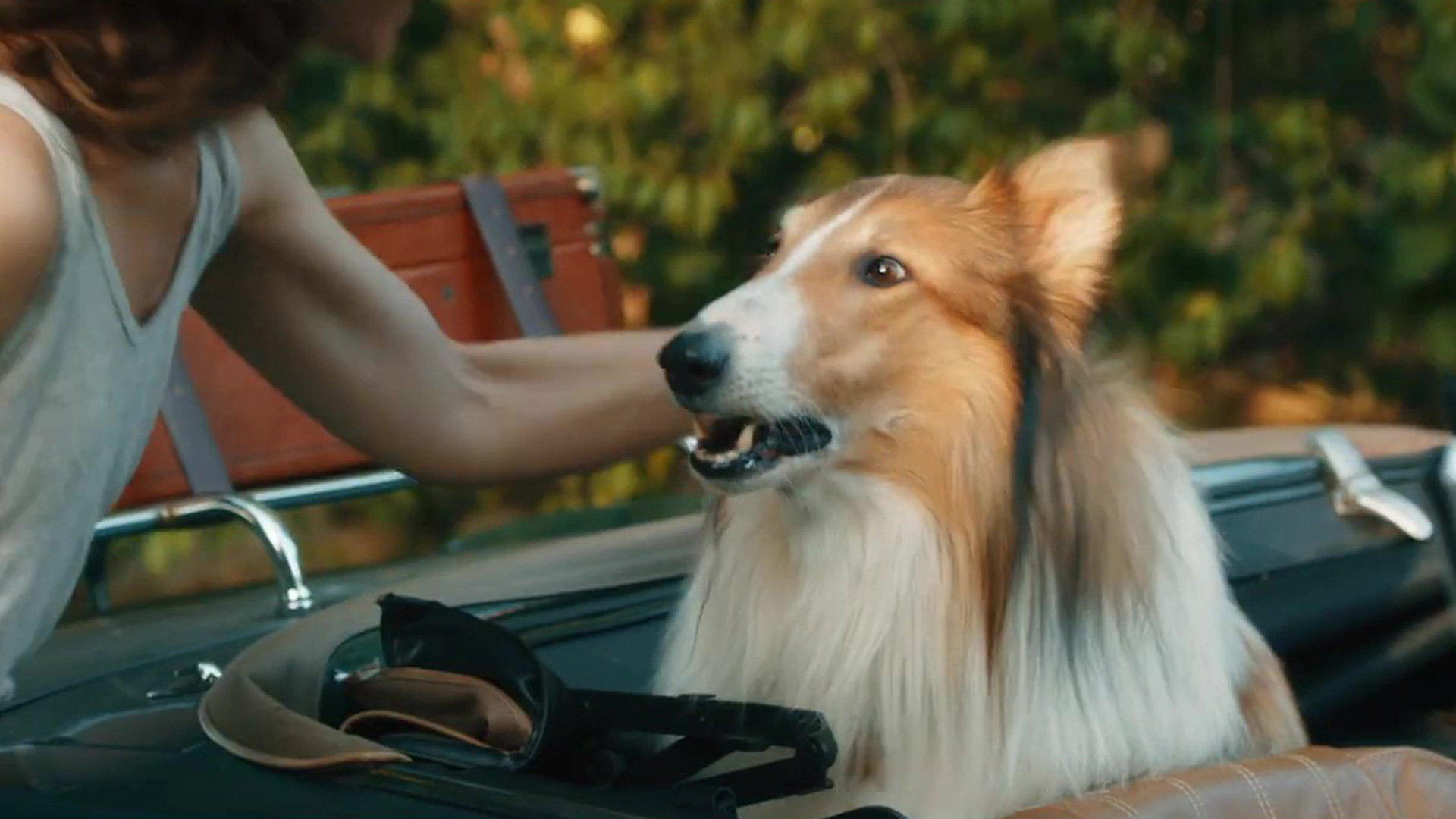 Lassie_web